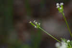 Hairyfruit chervil